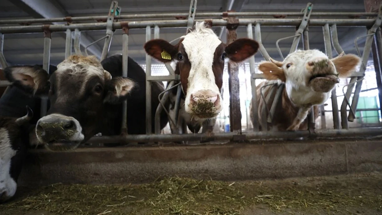 Bakan Yumakli Duyurdu Ciftcilere Tarimsal Destekleme Odemesi Bugun Yapilacak Hrtf.jpg