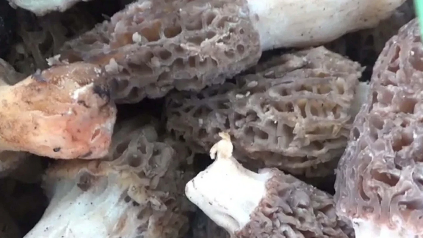 Dd10B919 I4Gl22Dpkbpcea7Ccj7Yv5