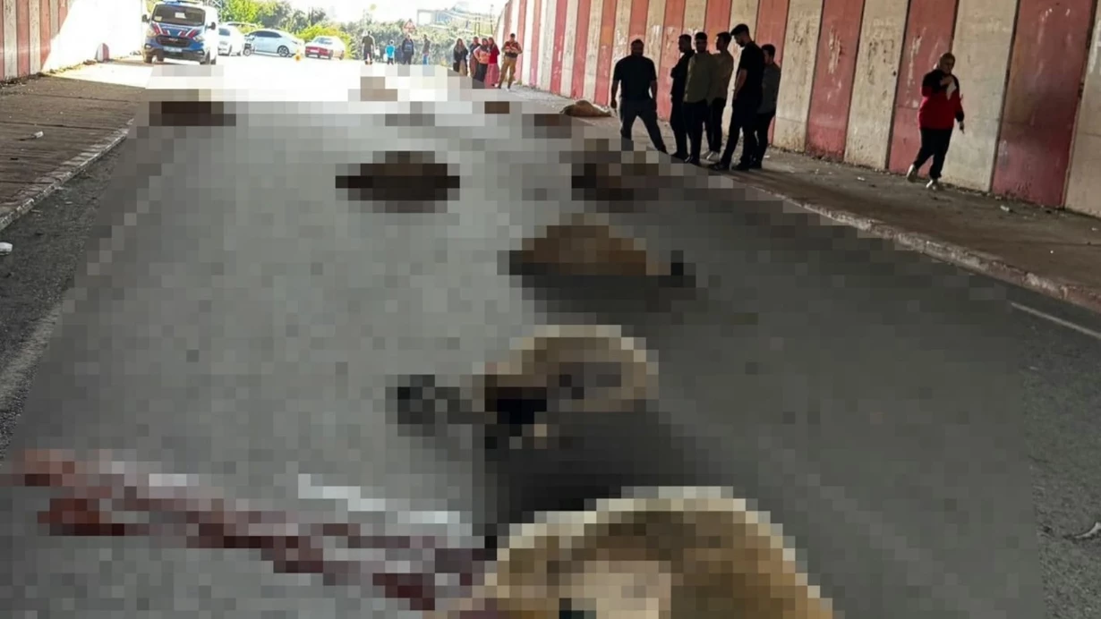 Hatayda Otomobilin Carptigi 17 Kucukbas Hayvan Telef Oldu Mjiy.jpg