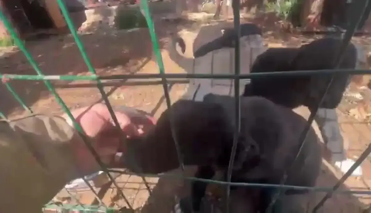 Kocaelili Hayvansever Kan Donduran Kulak Kesme Vahsetini Ifsa Etti 1 Kocaeligundem