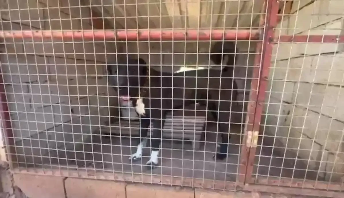 Kocaelili Hayvansever Kan Donduran Kulak Kesme Vahsetini Ifsa Etti 10 Kocaeligundem