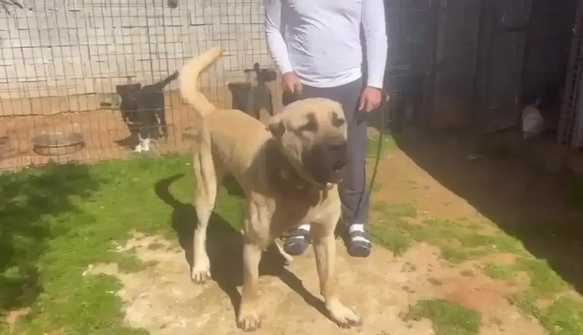 Kocaelili Hayvansever Kan Donduran Kulak Kesme Vahsetini Ifsa Etti 4 Kocaeligundem