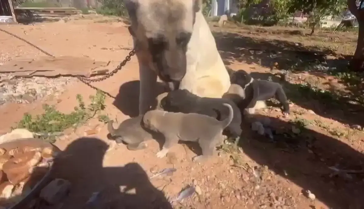 Kocaelili Hayvansever Kan Donduran Kulak Kesme Vahsetini Ifsa Etti 5 Kocaeligundem