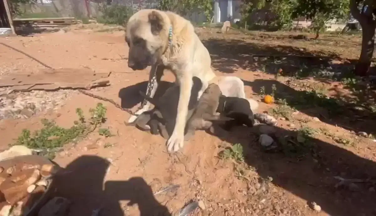 Kocaelili Hayvansever Kan Donduran Kulak Kesme Vahsetini Ifsa Etti 7 Kocaeligundem