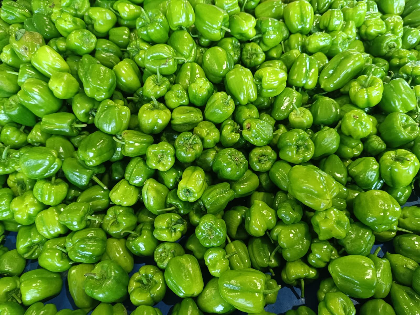 Whatsapp Image 2026 04 02 At 10.37.06 (1)