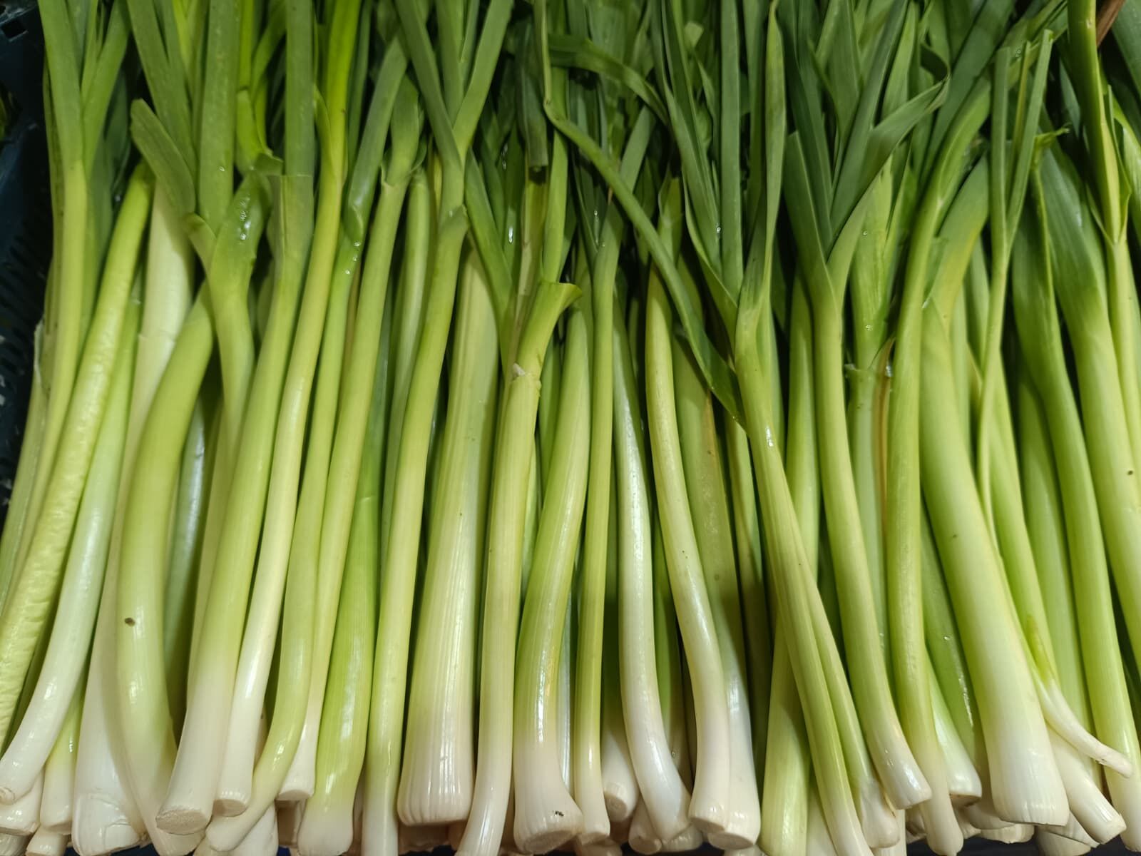 Whatsapp Image 2026 04 02 At 10.37.07 (1)