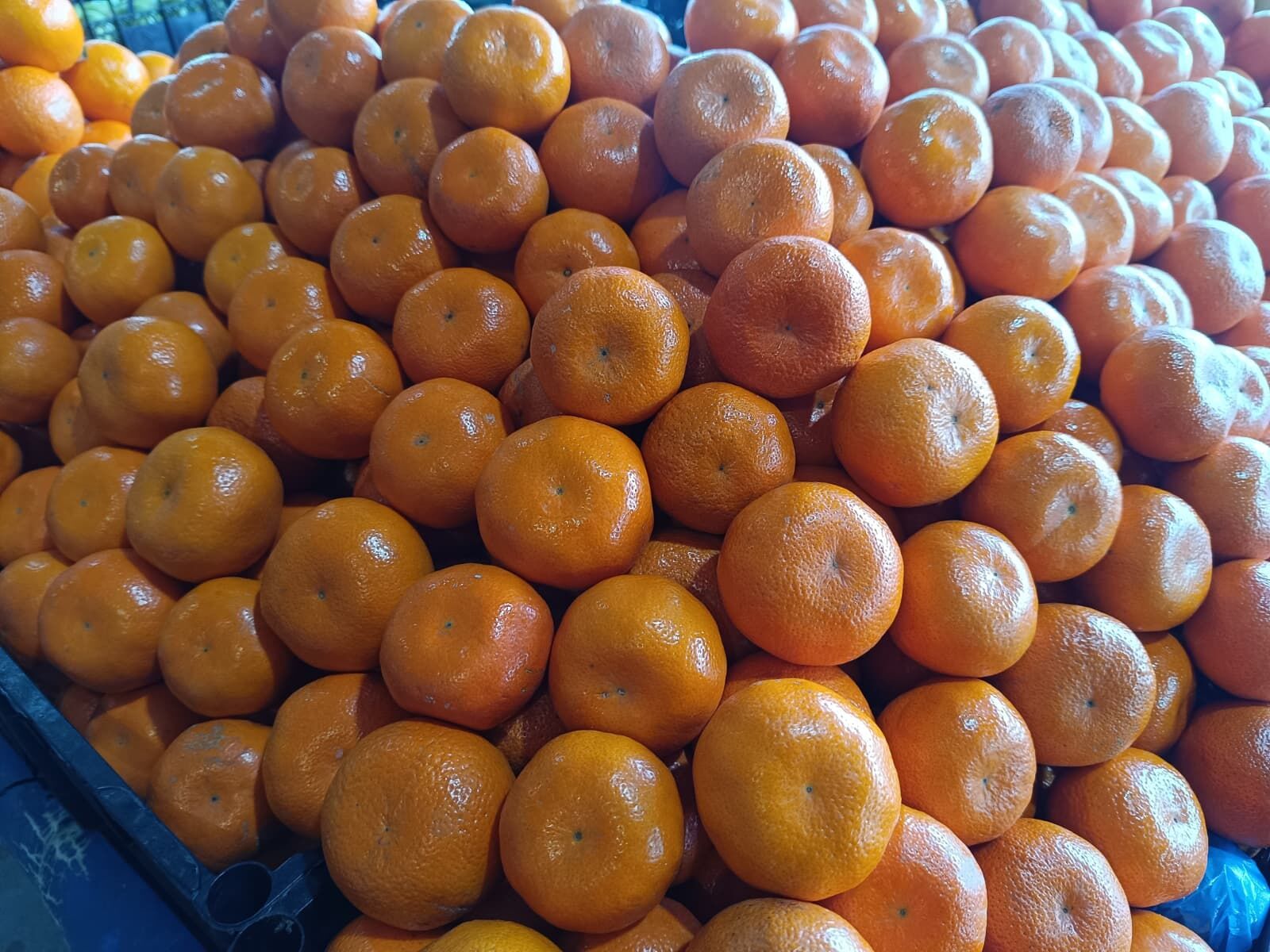 Whatsapp Image 2026 04 11 At 11.12.05