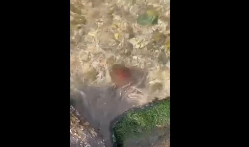 Zehirli Pusula Deniz Anası Kocaeli