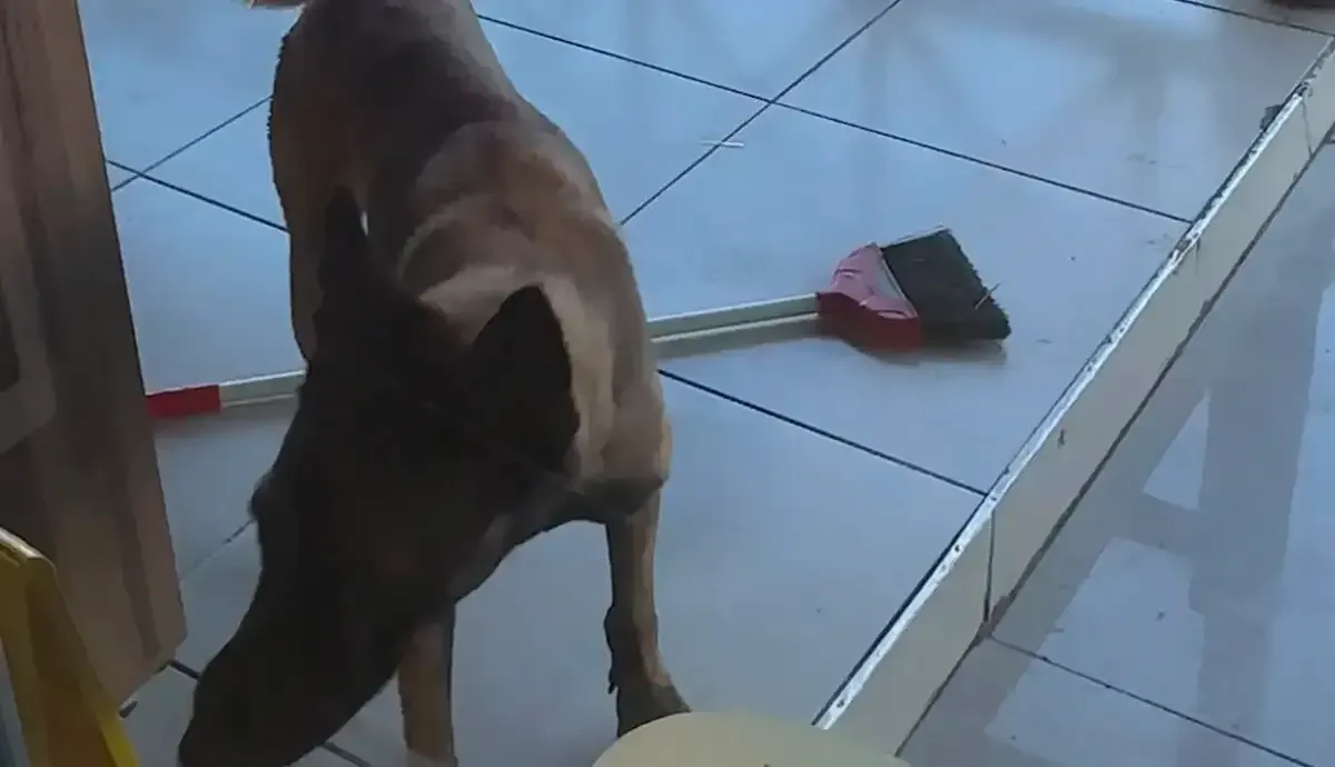Dinlenme Tesisinde Kopek Dehseti Kadinin Kolu Koparildi 3