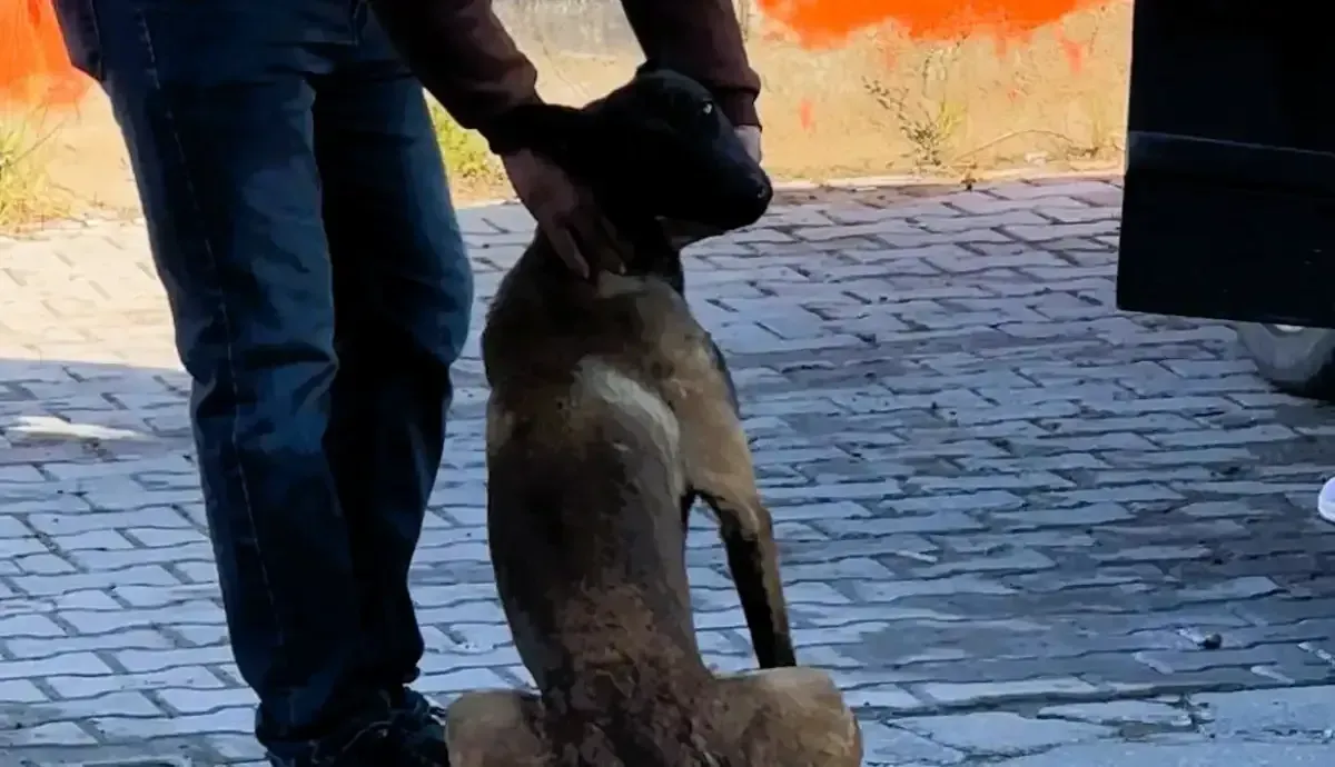 Dinlenme Tesisinde Kopek Dehseti Kadinin Kolu Koparildi 4