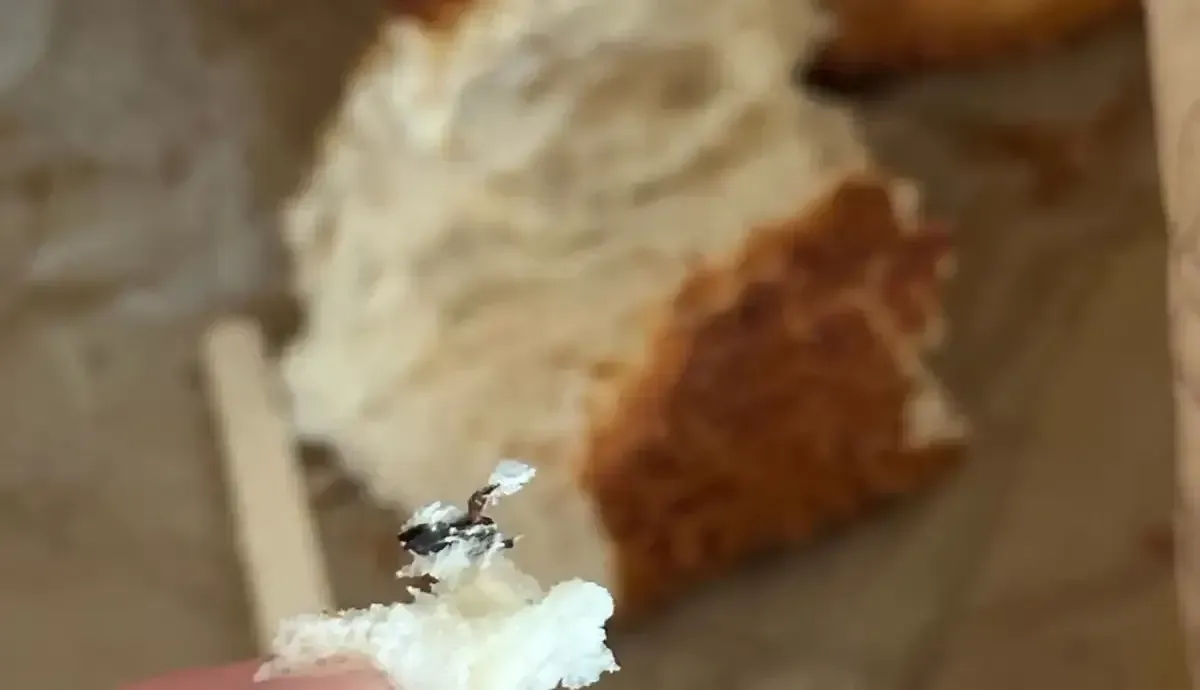 Gida Skandali Simitten Cikan Sinek Soka Dusurdu 4 Kocaeligundem