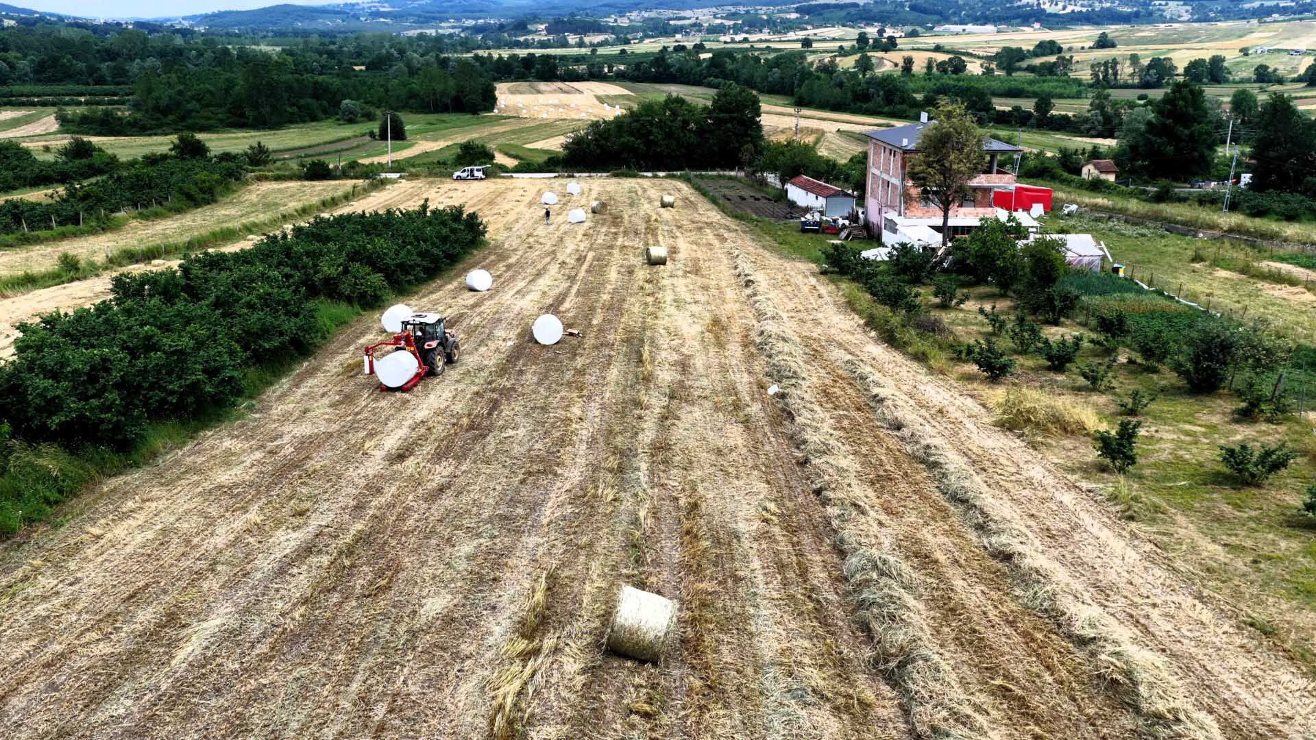 Kocaeli’de “Süt Otu” Hasadı Başladı (13)