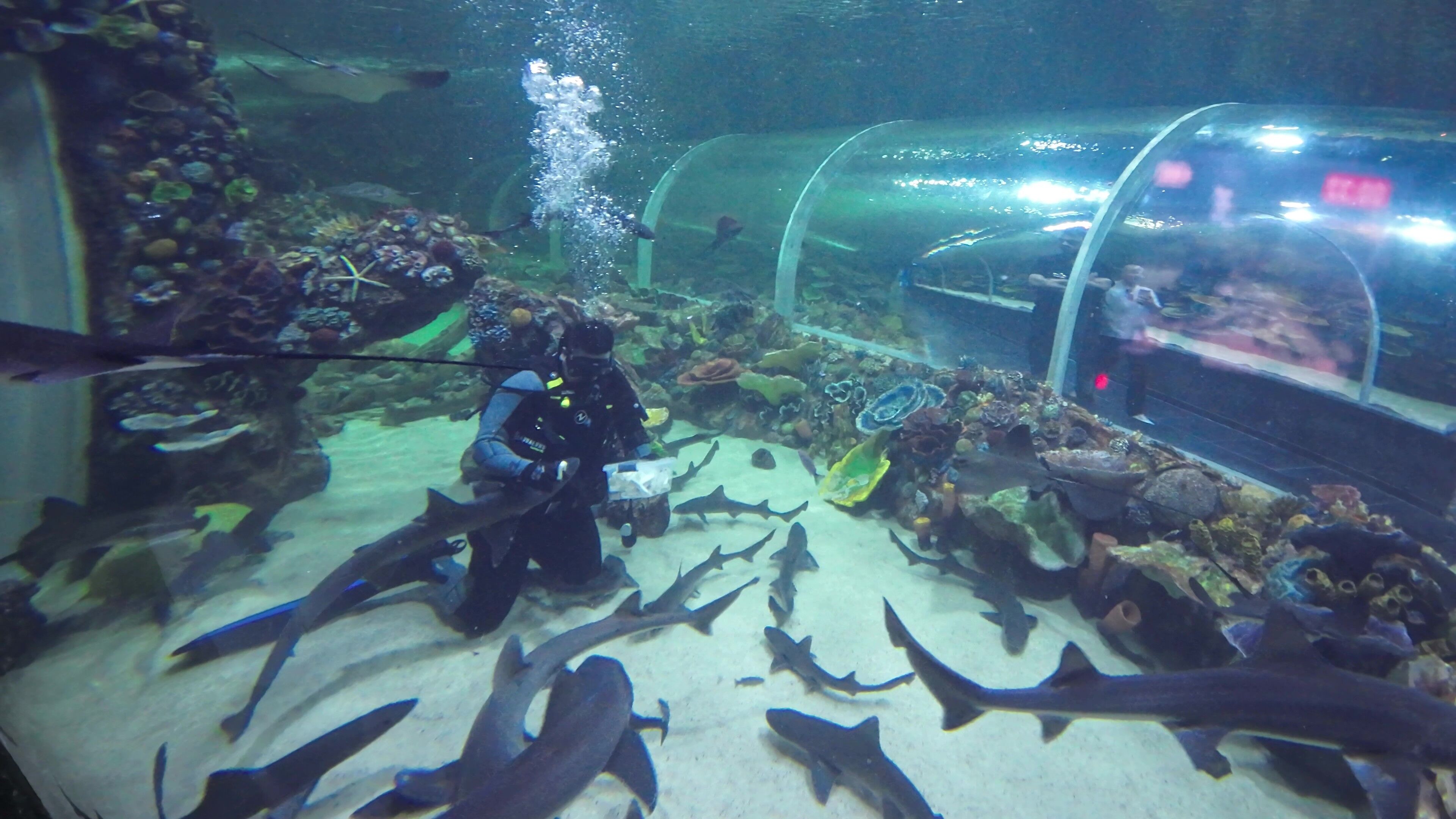 Körfez Aqua’da Köpek Balıklarının Beslenme Anları İlgi Görüyor (6)