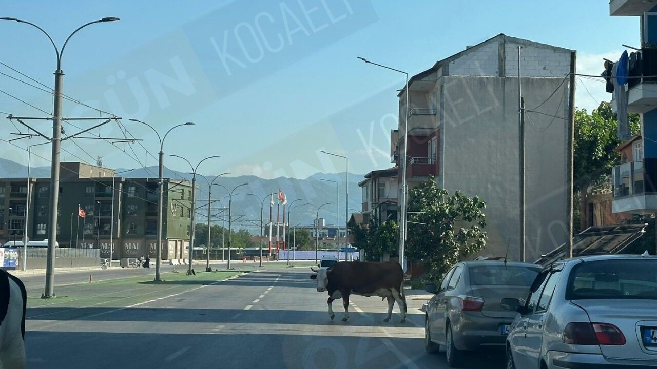 Nc Manşet Görsel 2-32