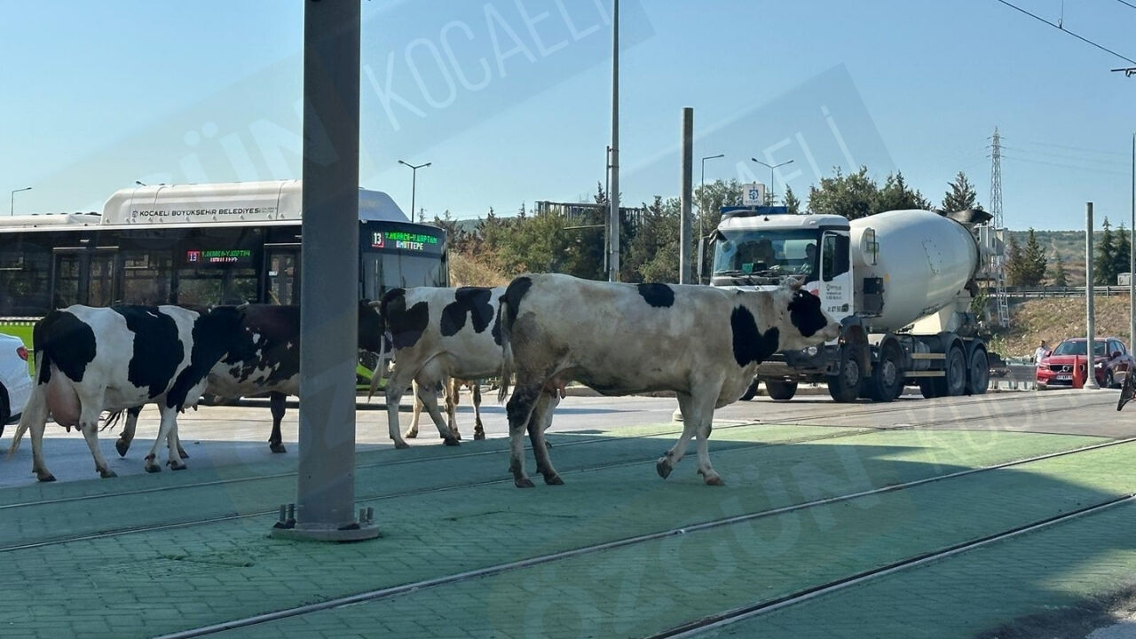 Nc Manşet Görsel 3-20