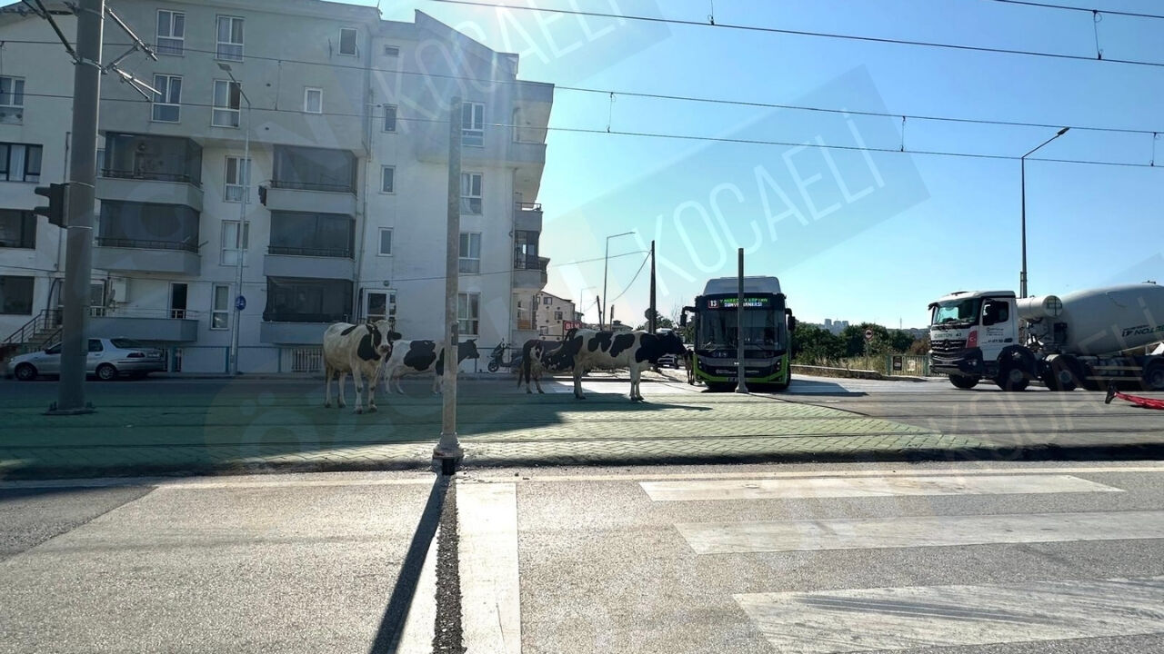 Nc Manşet Görsel 4-18