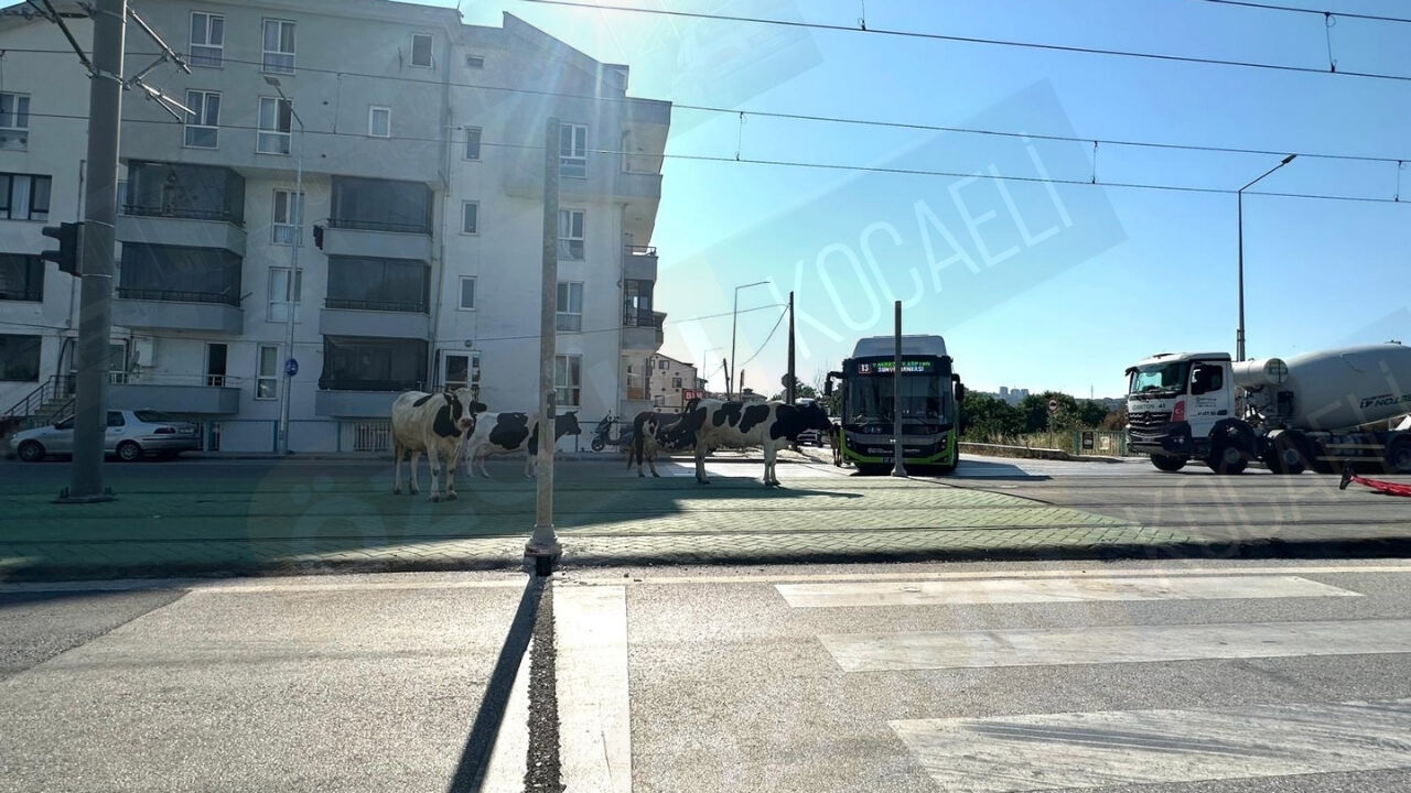 Nc Manşet Görsel 5-8