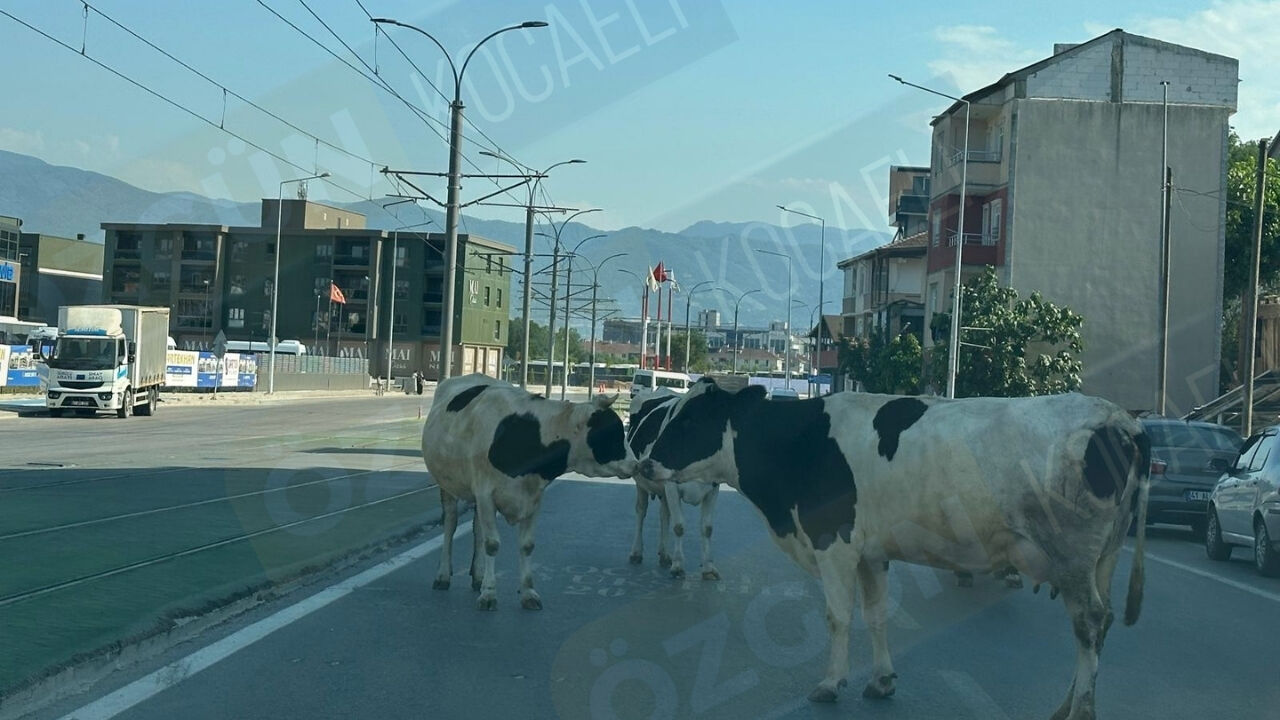 Nc Manşet Görsel-61